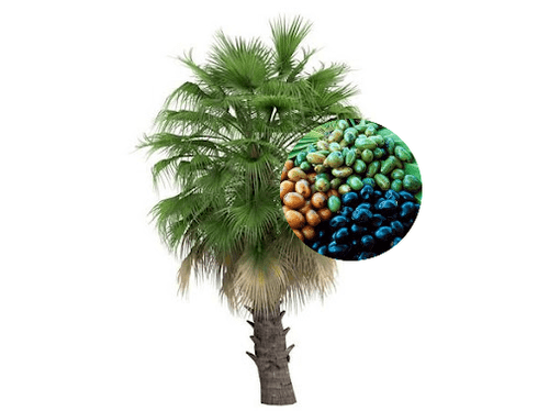Prostamin Forte contém frutas de palma